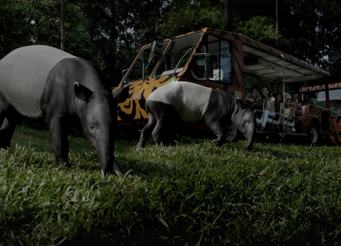 ナイトサファリ_イブニング・イン・ザ・ワイルド